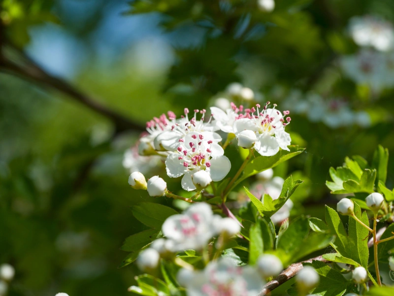 Fleurs d'aubépine, plante apaisante pour l'anxiété et le sommeil